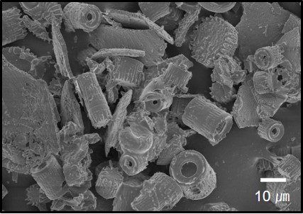 Diatomite(D1)4.jpg