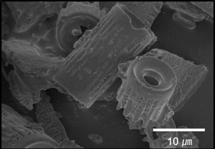 Diatomite(D1)5.jpg