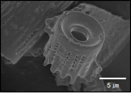 Diatomite(D1)6.jpg